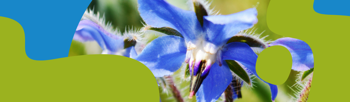 Borage Oil – GLA Benefits, Uses and Tips