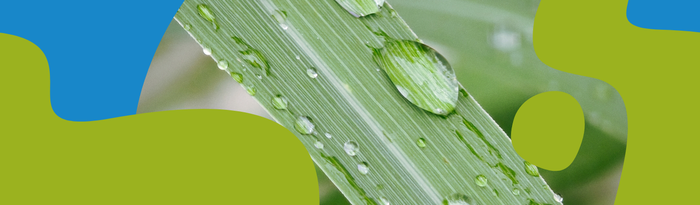 Lemongrass Essential Oil: Benefits & How to Use It