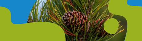 Siberian Fir Essential Oil: Properties and How to Use It