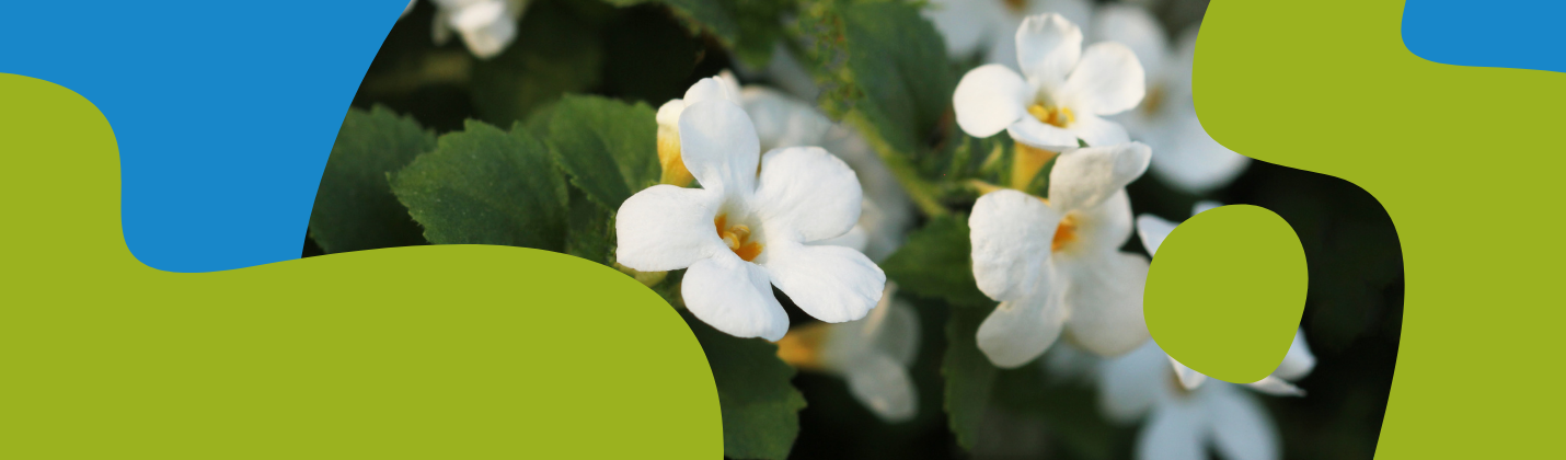 Bacopa Monnieri (Brahmi): Benefits, Effects & Supplements