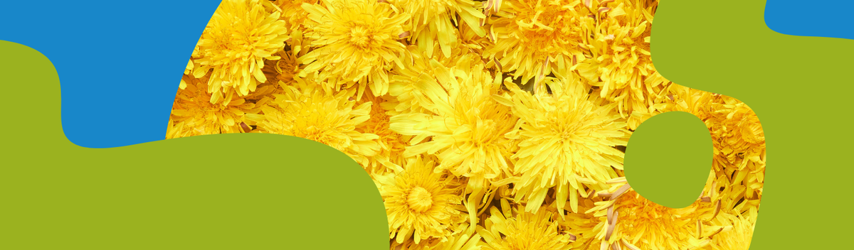 Dandelion Root Benefits, Uses & Safety